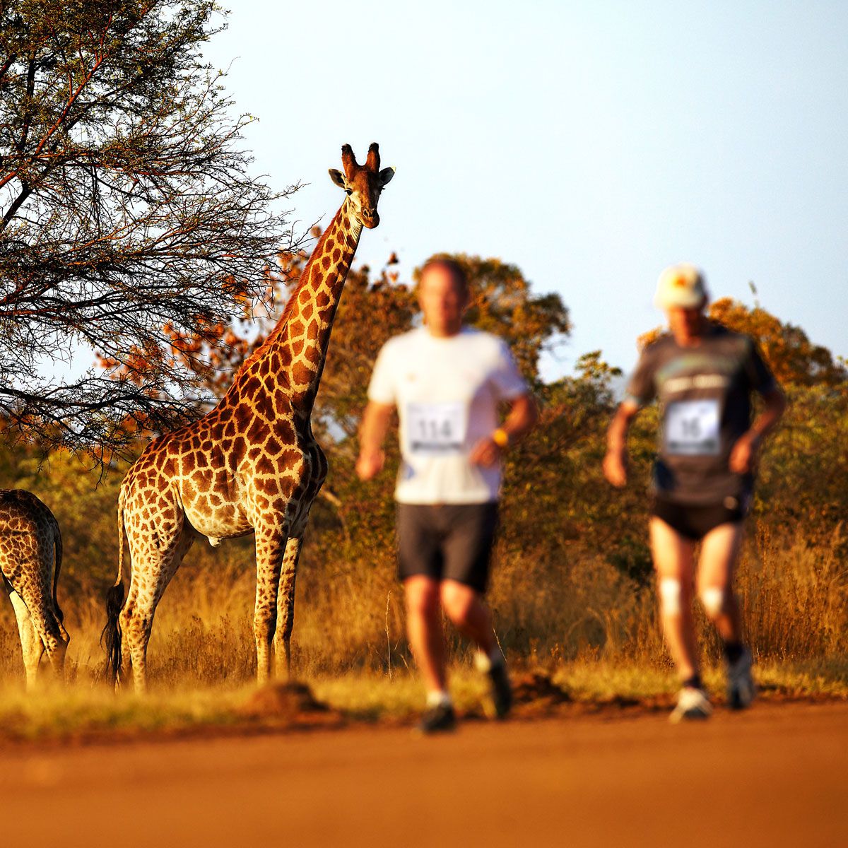 Big Five Marathon Marathon Tours